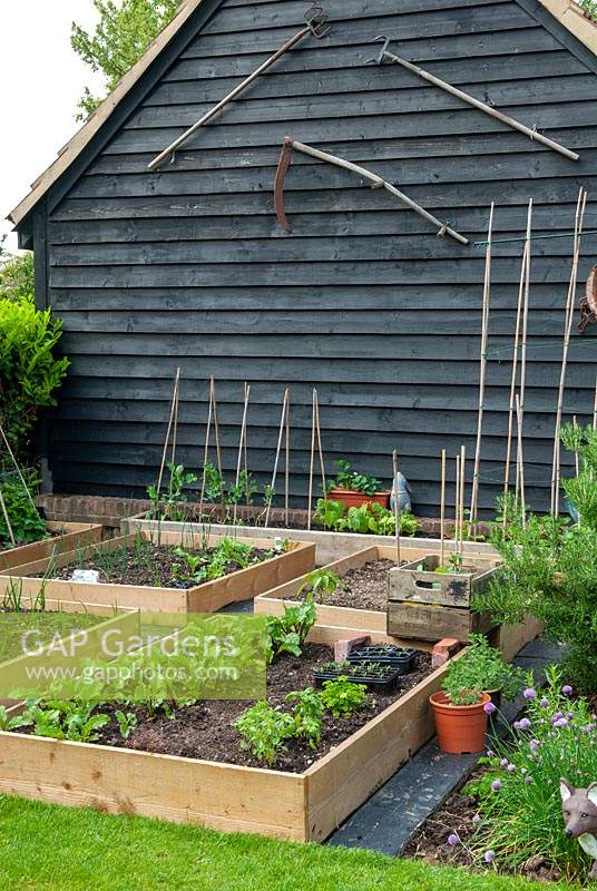 Raised vegetable beds with old farming implements displayed on end of barn - Open Gardens Day, Bures, Suffolk