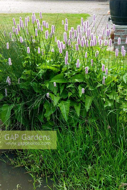 Persicaria bistorta - Adder Wort - with marginal grasses at edge of pond - Open Gardens Day, Bures, Suffolk