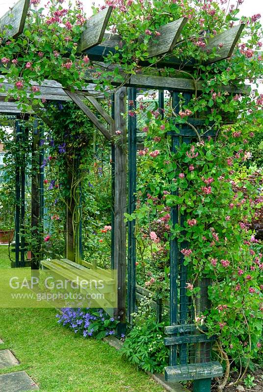 Honeysuckle and Clematis on pergola with seat inside - Open Gardens Day, Earl Stonham, Suffolk