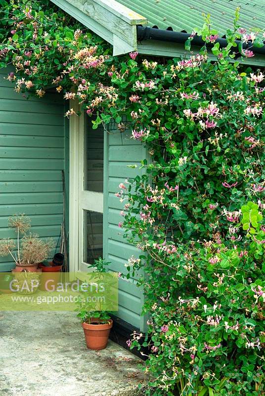 Honeysuckle growing on shed with Chenopodium - Fat Hen - plants in pot beside door - Open Gardens Day, Earl Stonham, Suffolk