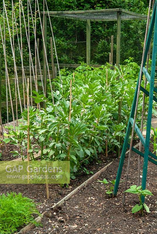 Double row of Broad Beans with staked Runner Beans on either side - Open Gardens Day, Earl Stonham, Suffolk