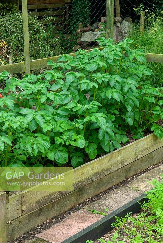 Raised bed of Potatoes - Open Gardens Day, Earl Stonham, Suffolk