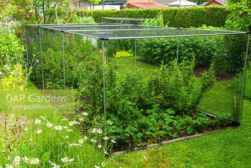 Fruit cage containing Gooseberry bushes and Strawberry plants - Open Gardens Day, Earl Stonham, Suffolk