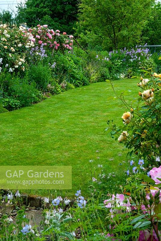 Lawn with surrounding borders of roses and other herbaceous plants - Open Gardens Day, Earl Stonham, Suffolk
