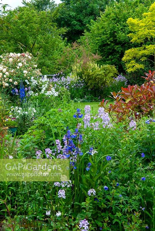 Summer border of roses, shrubs and other herbaceous plants, with trees beyond - Open Gardens Day, Earl Stonham, Suffolk