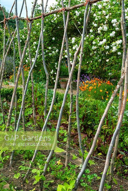 Rustic runner bean poles across vegetable garden with Roses, Pot Marigolds and California Poppies in border beyond - Open Gardens Day, Earl Stonham, Suffolk
