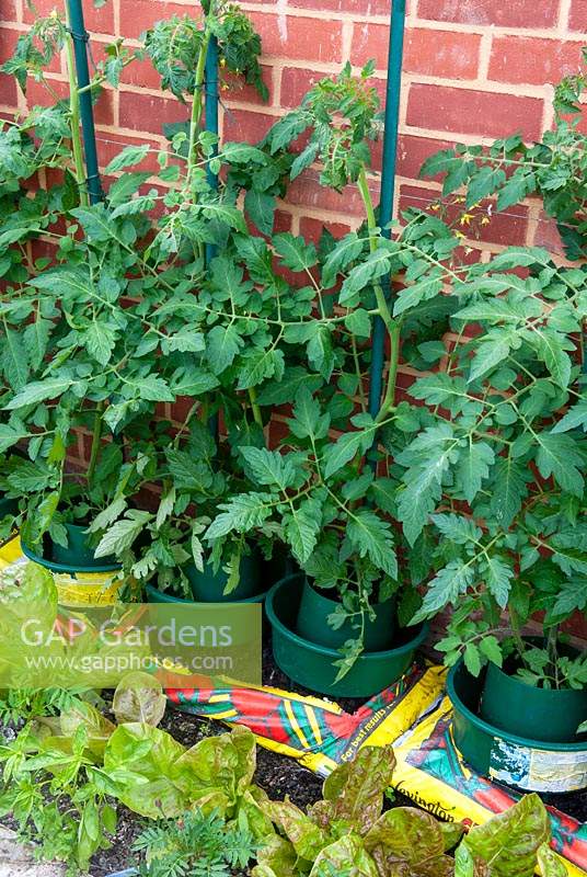 Tomato plants in growpots over a growbag - Open Gardens Day, Earl Stonham, Suffolk