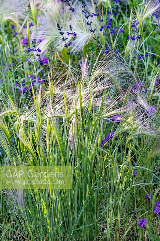 Hordeum jubatum foxtail barley