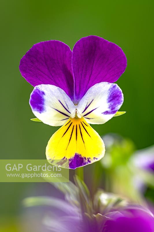 Viola tricolor heartsease