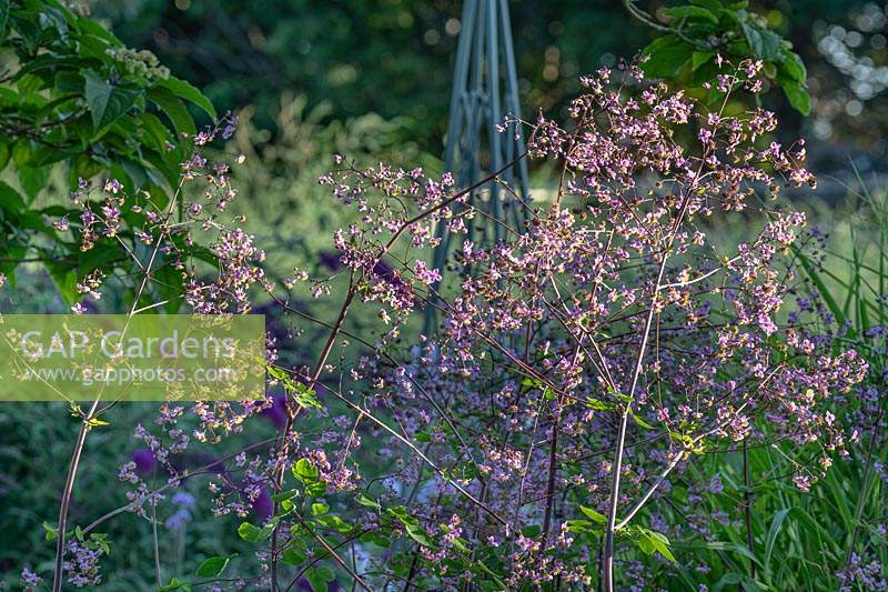 Thalictrum rochebruneanum lavender mist meadow rue