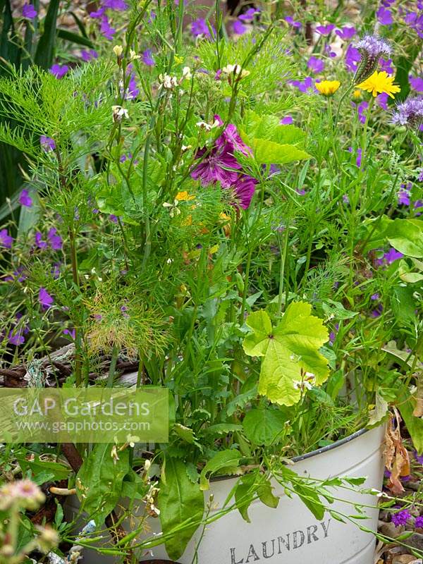 Old container planted with wildflowers placed in corner of garden.  Wild radish - Raphanus raphanistrum, Wild Tansy,  Phacelia tanacetifolia mallow - marigold.