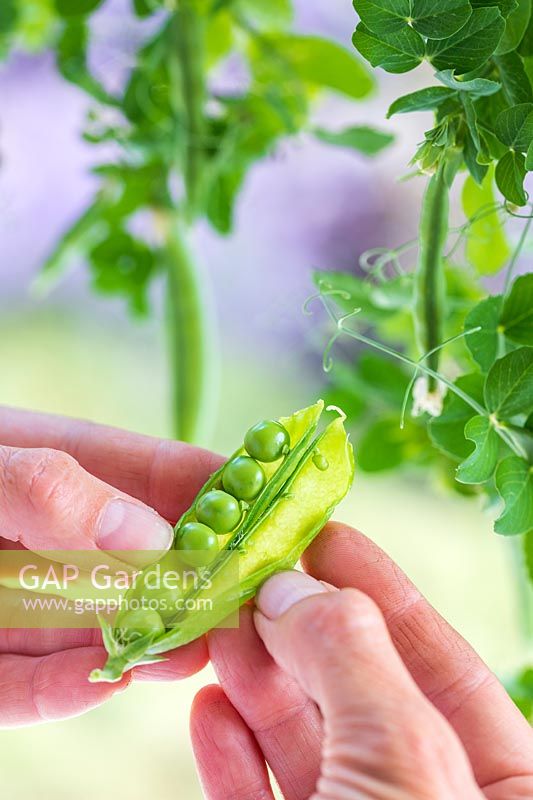 Woman opening pea pods to show the peas