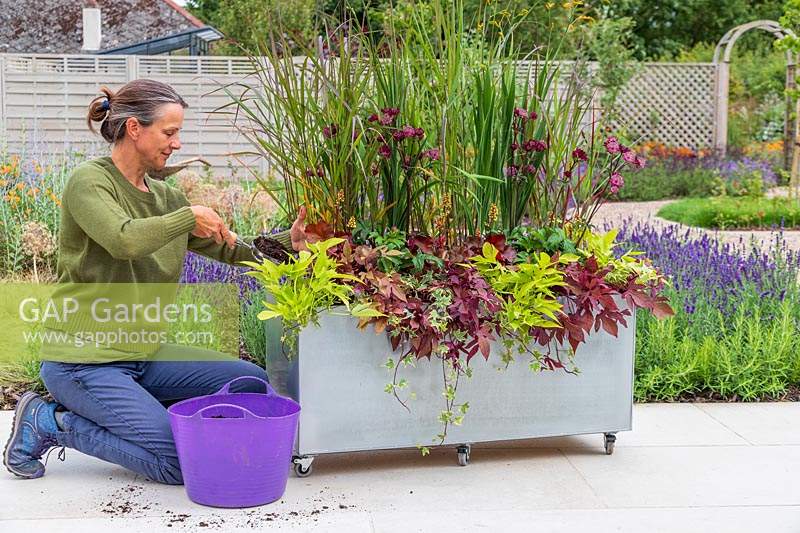 Woman topping up compost in recently planted up zinc trough planter