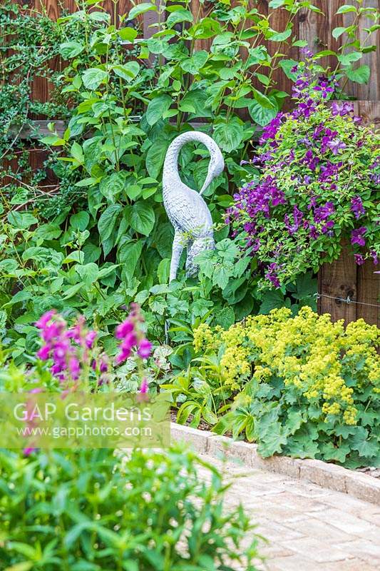 View across border towards statue of stork and bed with Alchemilla mollis and flowering Clematis viticella on fence