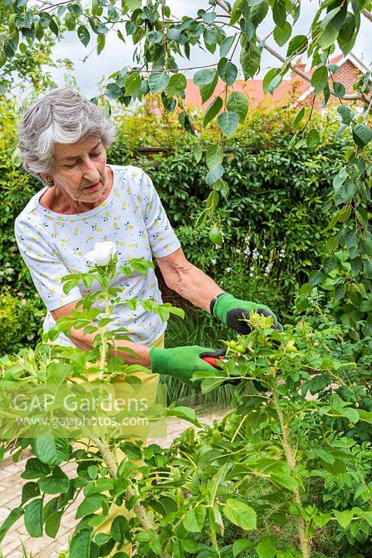 Garden owner wearing gloves to deadhead Rosa - Shrub Rose - in her garden