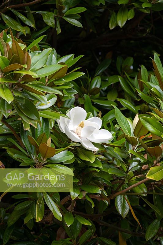 Magnolia grandiflora 'Charles Dickens'