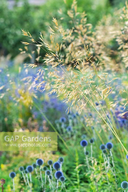 Stipa gigantea - Golden Oats - in front of blue Echinops ritro 'Veitch's Blue - Globe Thistle