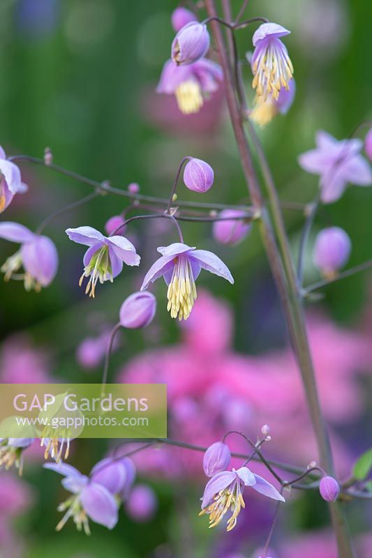 Thalictrum delavayi - Chinese Meadow Rue