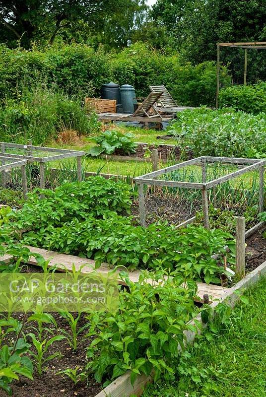 Allotment beds with wooden walkway and protective cages - Open Gardens Day, Coddenham, Suffolk