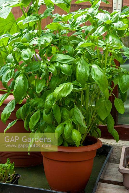 Basil in pot on greenhouse workbench - Open Gardens Day, Great Finborough, Suffolk