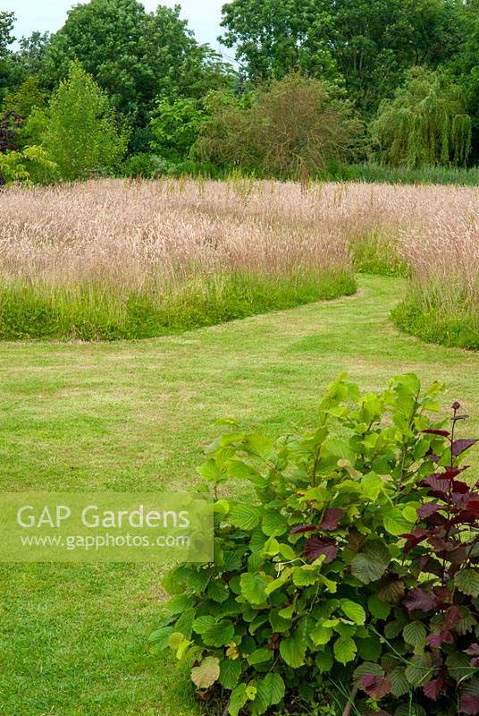 Swathes of tall grasses left for the benefit of wildlife and insects - Open Gardens Day, Kelsale, Suffolk