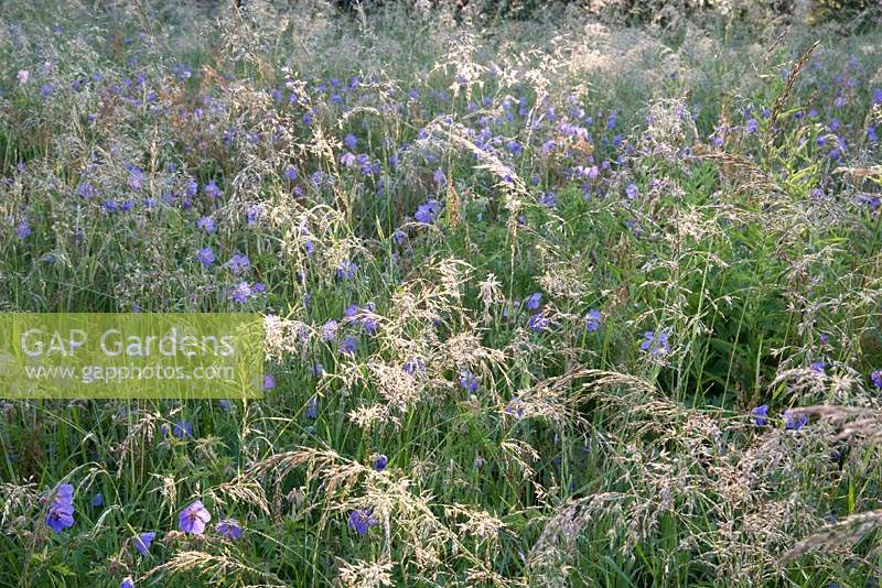 Wildflower meadow with Geranium pratense - Meadow Cranesbill and grasses