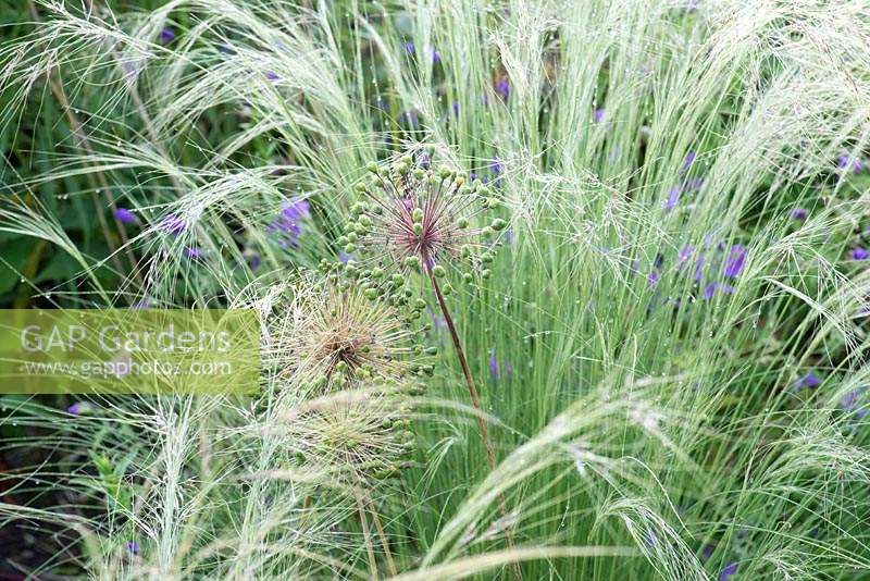 Stipa tenuissima 'Wind Whispers' and Allium 'Purple Sensation' seedheads