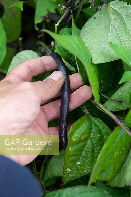 Phaseolus vulgaris 'purple queen' Dwarf beans being picked on an allotment.