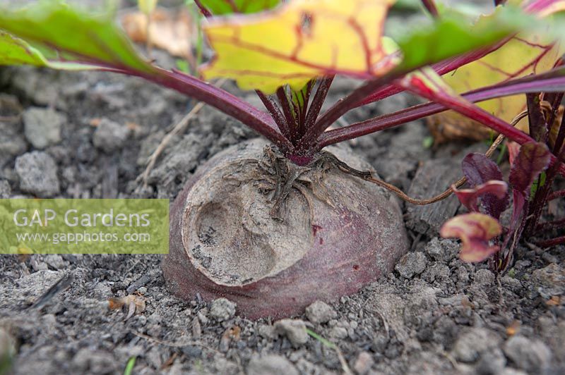 Beta vulgaris 'Kogel 2' beetroot on an allotment showing signs of being nibbled by a small rodent