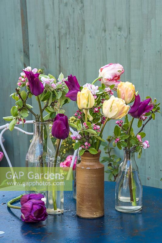 Purple and yellow tulips displayed with apple blossom in glass and pottery bottles