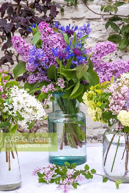 Syringa - Lilac and centaurea dealbata arranged in glass vase