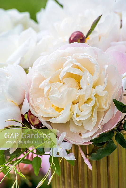 White roses, peonies and jasmine in gold vase