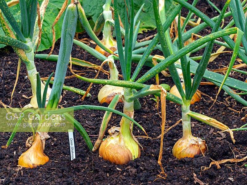 Allium cepa - Onion 'Shakespeare' in a vegetable garden 