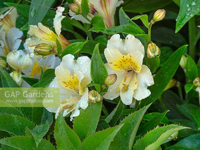 Alstroemeria 'Cyprus' - Peruvian Lily East Ruston Old Vicarage Gardens, Norfolk, UK 