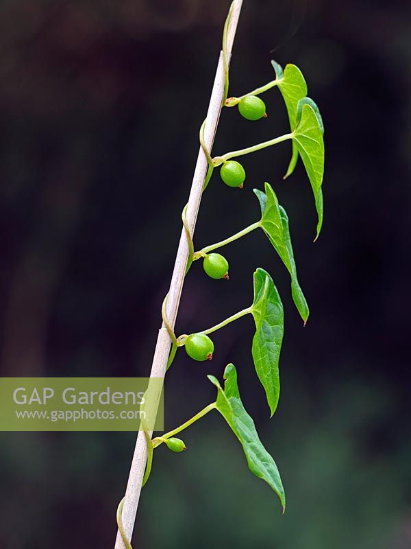 Calystegia sepium, Bindweed in tangled hedgerow 