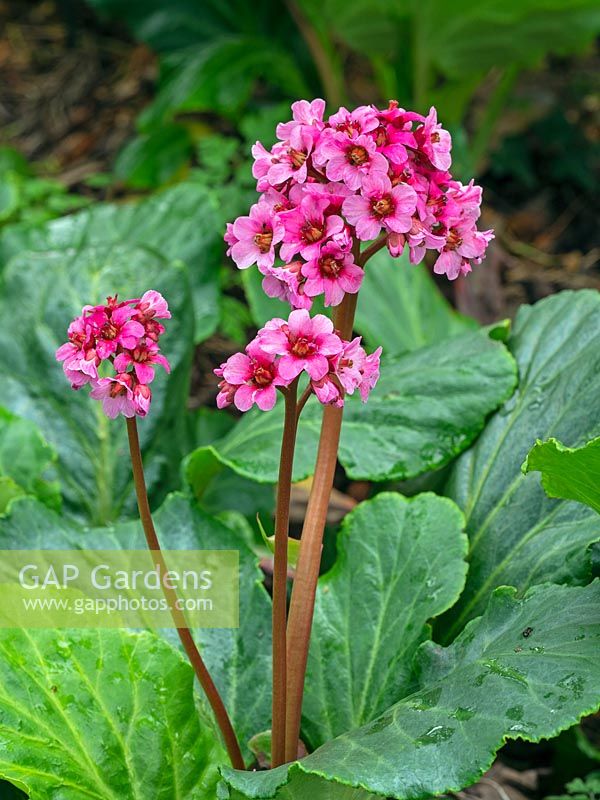 Bergenia 'Morgenrote'  in flower, May