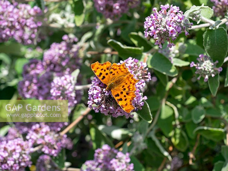 Polygonia c-album - Comma Butterfly on Buddleja Crispa flower 