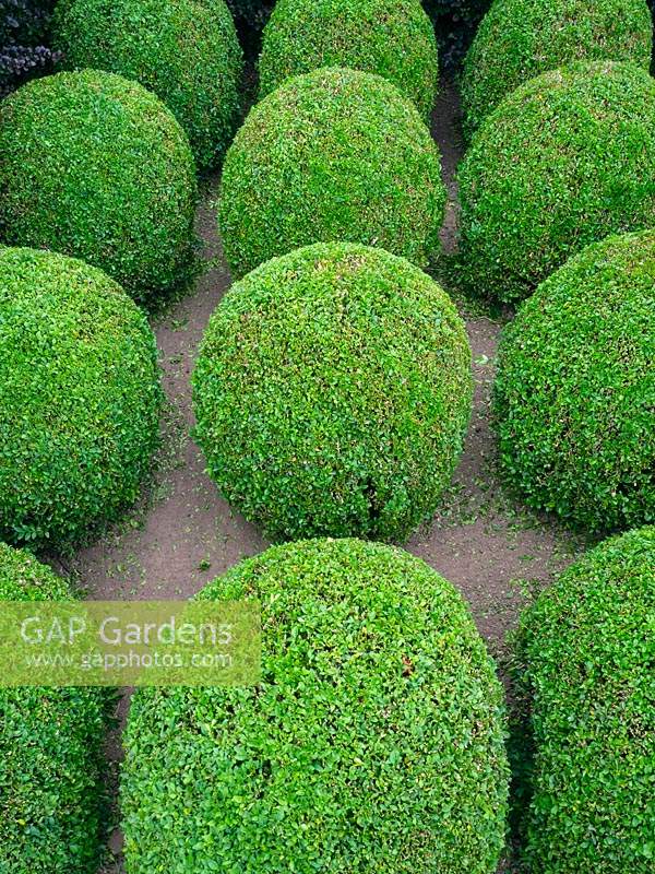 Topiary Buxus sempervirens - box balls