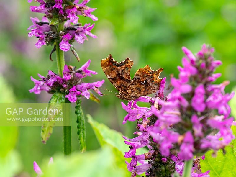  Polygonia c-album - Comma Butterfly feeding on Stachys officinalis after rain