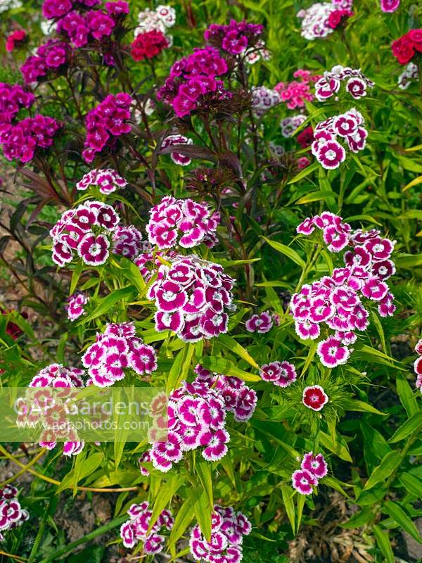 Dianthus barbatus - sweet William mixed 