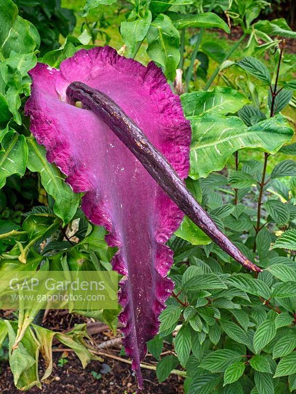 Dracunculus vulgaris - Dragon Arum, Voodoo Lily, in full flower