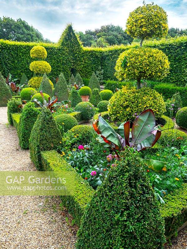 Buxus - Box - topiary and edging with clipped Ilex 'Golden King' - Holly 