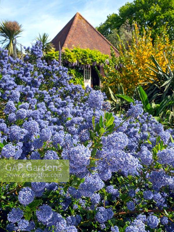 Ceanothus thyrsiflorus - Californian Lilac - in foreground with pavilion beyond 