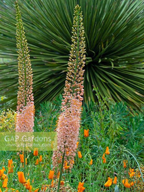 Eremurus isabellinus 'Cleopatra' - Foxtail Lily - with 
Eschscholzia californica - Californian Poppy