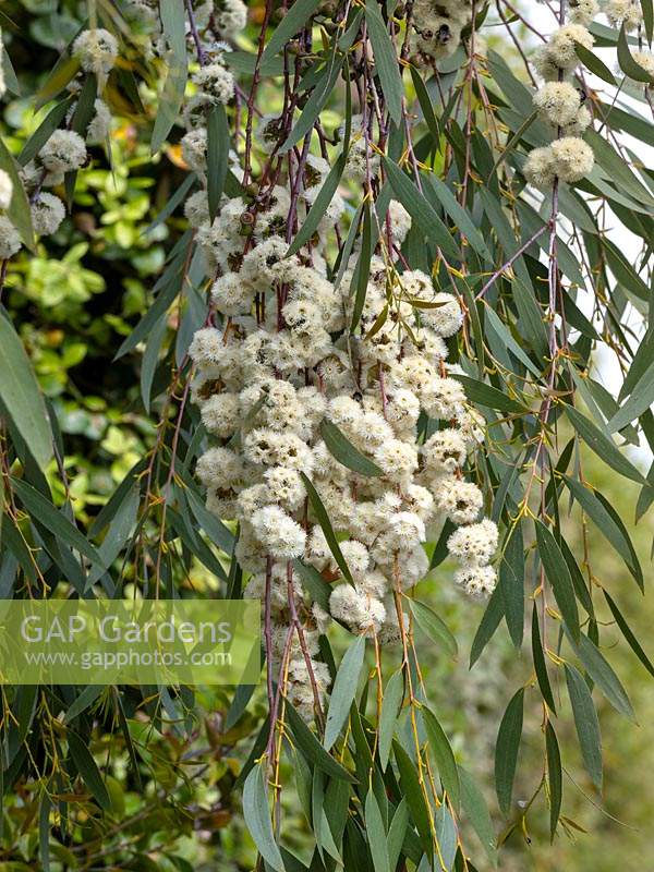 Eucalyptus gregsoniana tree in flower 