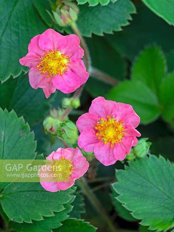 Fragaria x ananassa 'Gasana' - Everbearing Strawberry - in flower