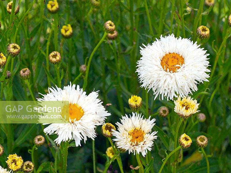 Leucanthemum 'Shapcott Summer Clouds' - Shasta Daisy 