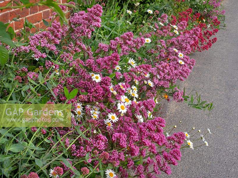 Leucanthemum vulgare - Ox Eye Daisy - and Centranthus ruber - Red Valerian -growing along the base of a brick wall