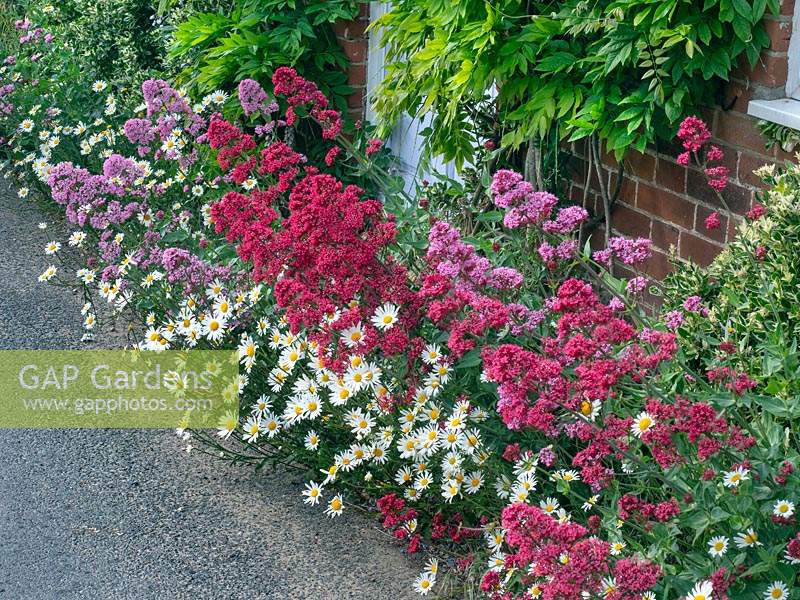 Leucanthemum vulgare - Ox Eye Daisy - and Centranthus ruber - Red Valerian -growing along the base of a cottage wall