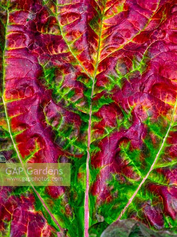 Rheum rhabarbarum  - Rhubarb - detail of decaying leaf 